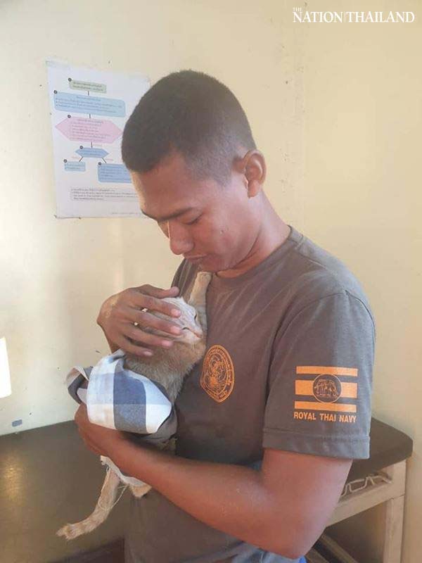 Shipwrecked cats go viral in arms of Navy rescuers